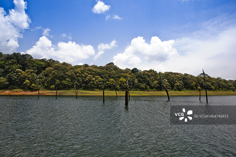 印度喀拉拉邦佩里亚尔国家公园特卡迪湖中的枯树图片素材