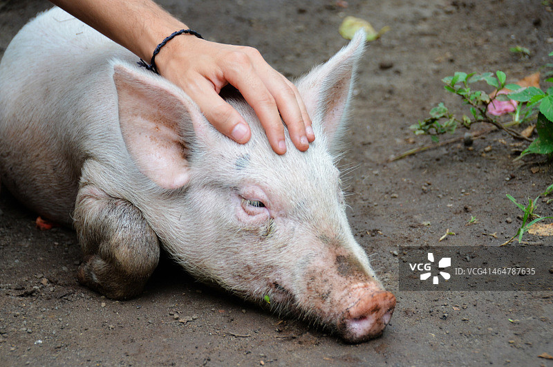 手抚摸家养的粉红色猪图片素材