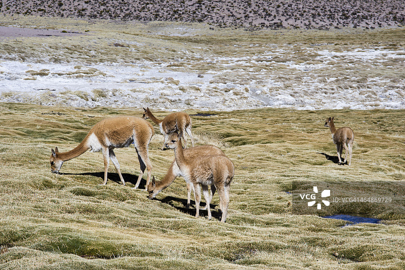 在湿地吃草的小羊驼群图片素材