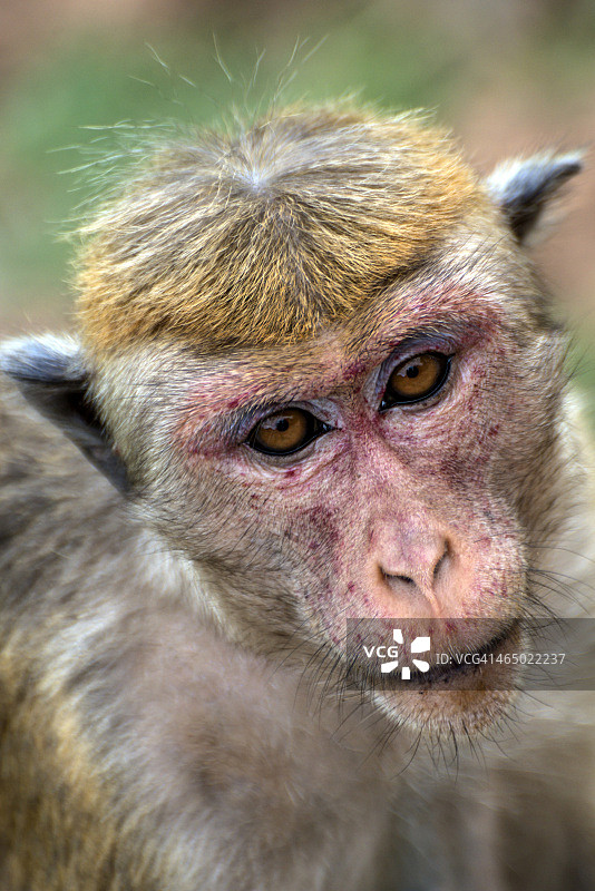 丹布拉石窟寺的猕猴图片素材