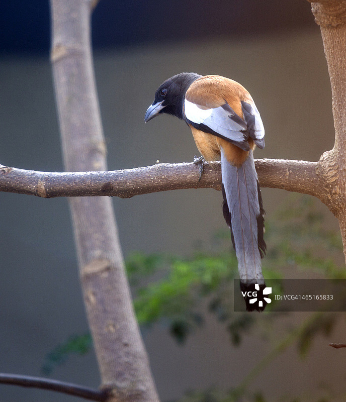 棕树鹊图片素材