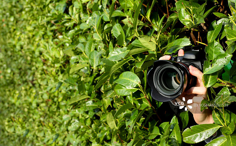 隐藏在树篱中的狗仔队摄影师图片素材