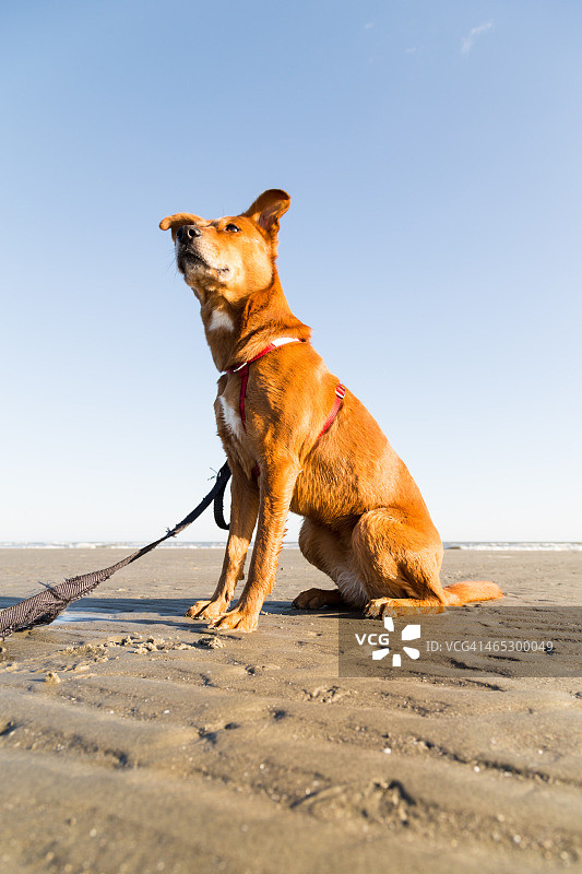 坐着的狗图片素材