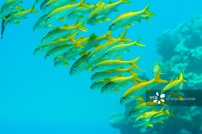 红海双带姬鲷图片素材