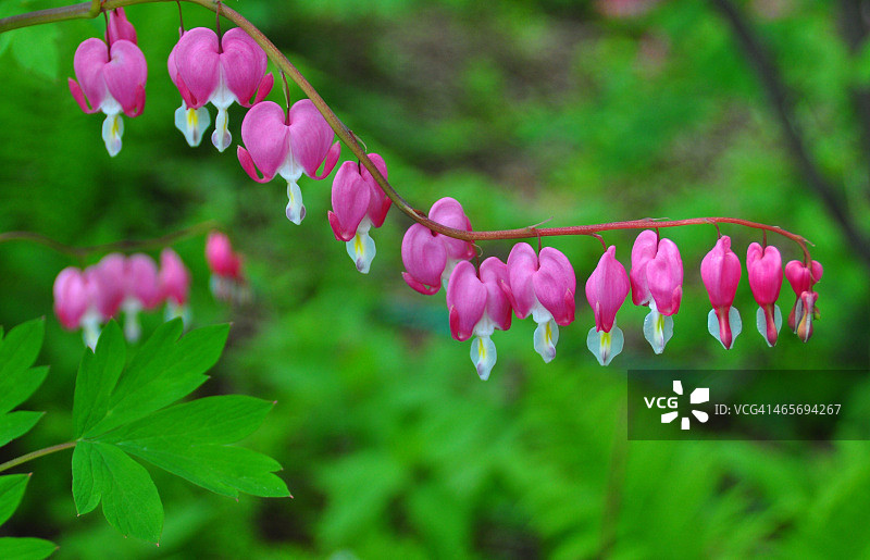 层叠的心图片素材