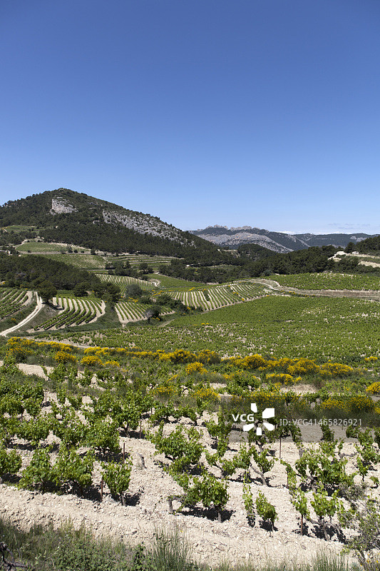 旺图丘葡萄园普罗旺斯图片素材