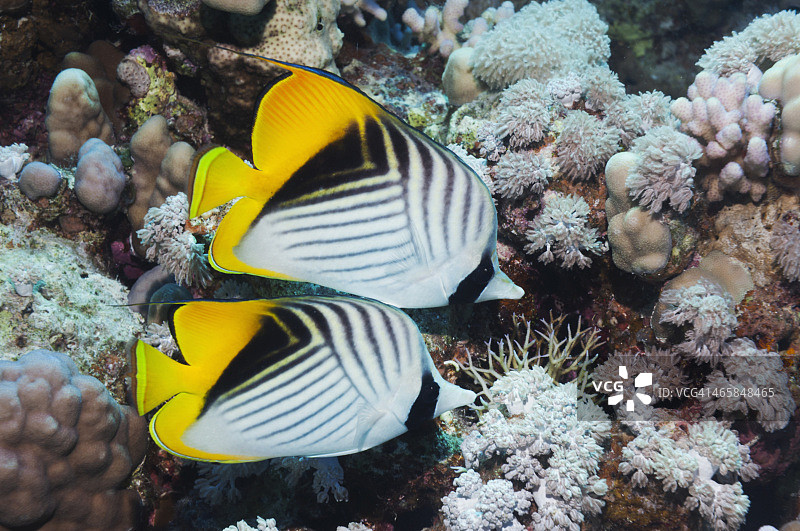 一对蝴蝶鱼图片素材