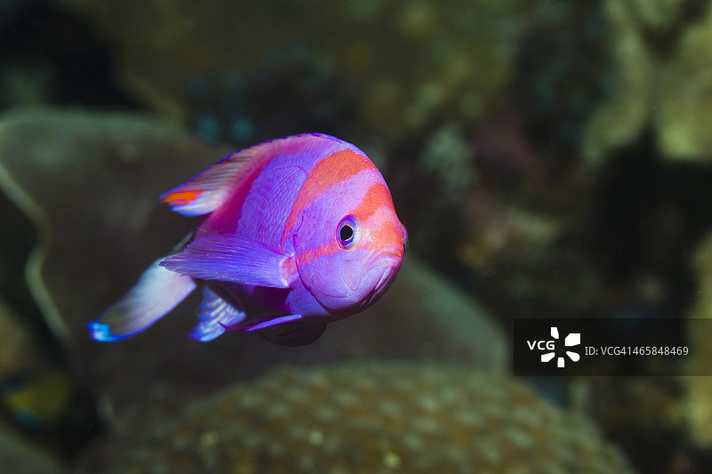 花点金花鲈图片素材