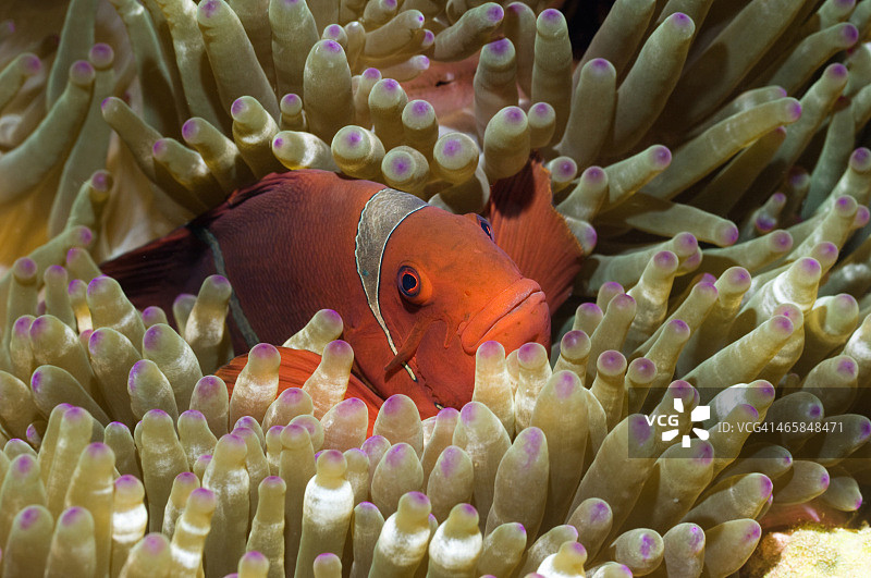 克氏双锯鱼图片素材