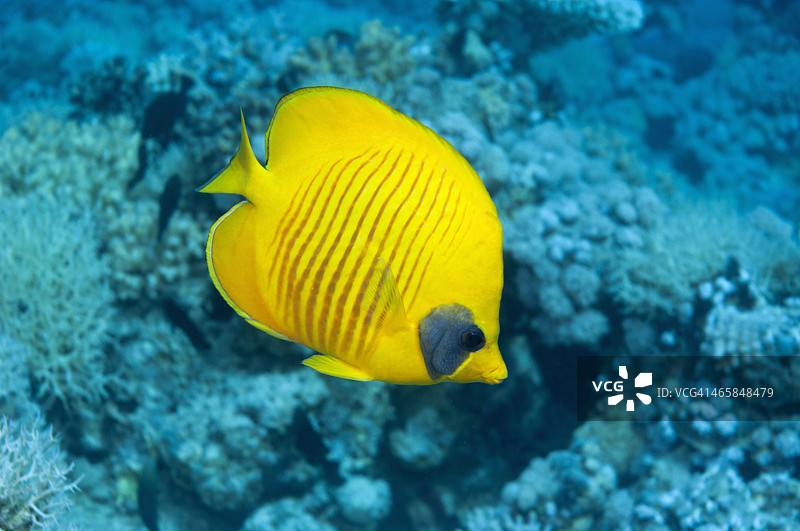 蝴蝶鱼图片素材