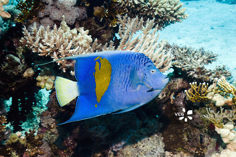 黄带神仙鱼图片素材