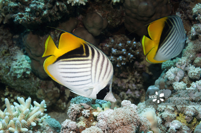 蝴蝶鱼图片素材