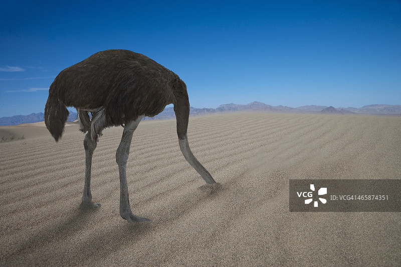 鸵鸟把头藏在沙子里图片素材
