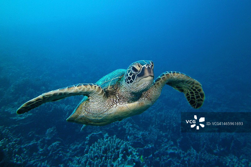海龟／蓝色图片素材