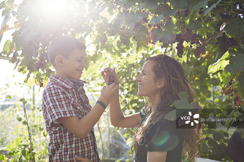 母子在温室里摘葡萄图片素材