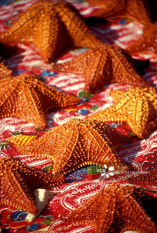 墨西哥阳光下晒干的海星图片素材