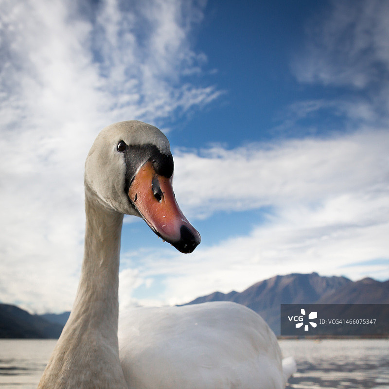 天鹅图片素材