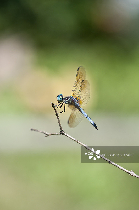 蜻蜓图片素材