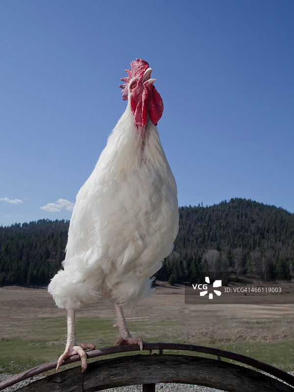 白色公鸡栖息与鸣叫图片素材