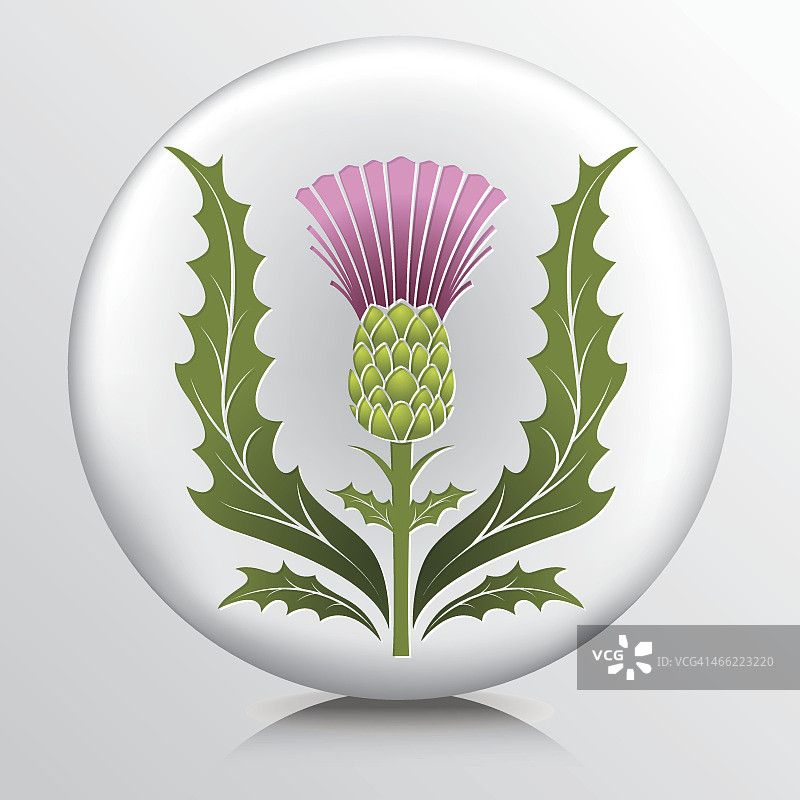 苏格兰蓟与叶子图标图片素材