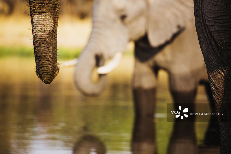 象鼻的特写图片素材