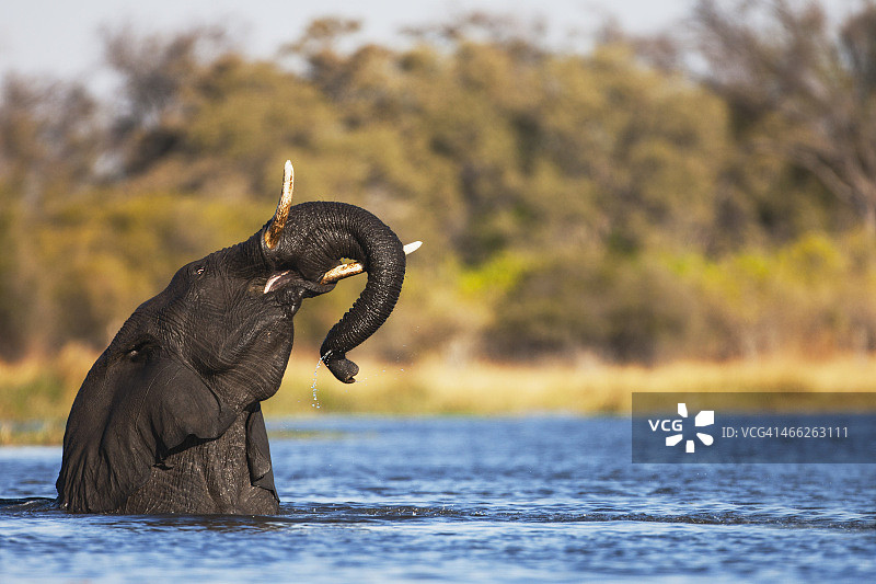 小象嬉戏游泳图片素材