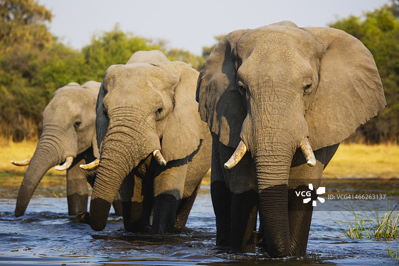 三头年老的雄象在水中行走图片素材