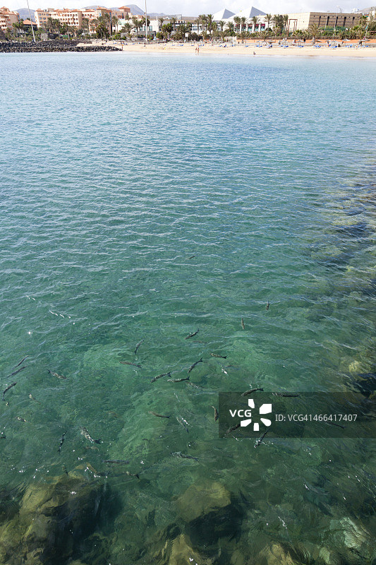 富埃特文图拉岛卡莱塔德富斯特，加那利群岛图片素材