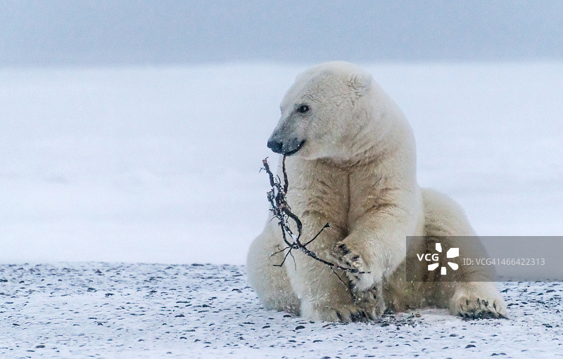 北极熊啃木棍图片素材