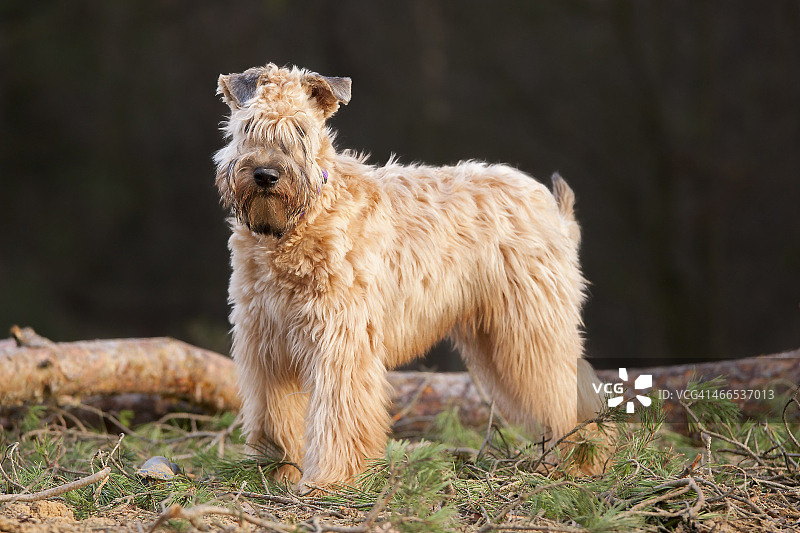 爱尔兰软毛㹴图片素材