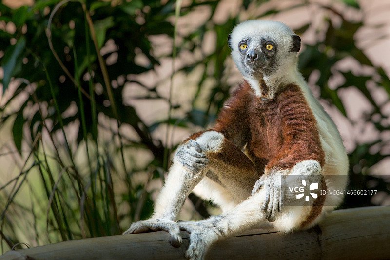 冕狐猴图片素材