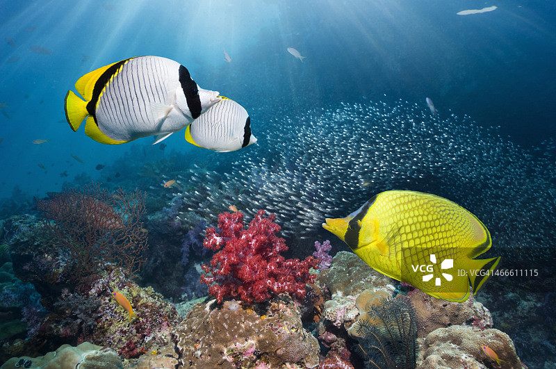 珊瑚礁风光图片素材