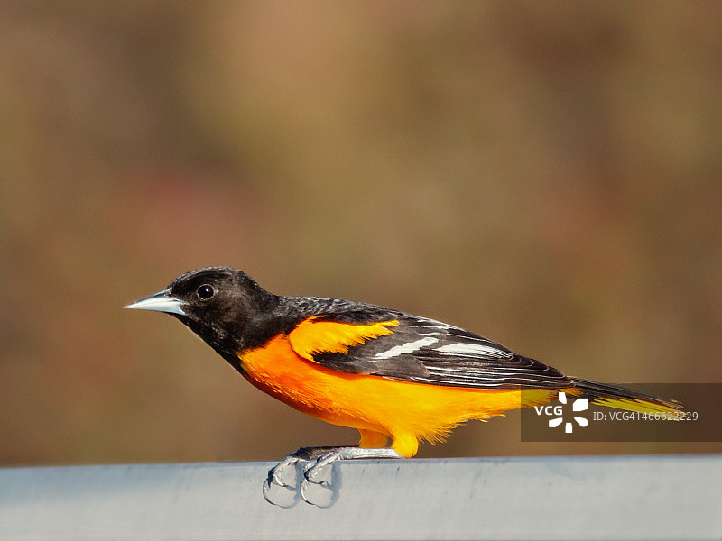 模糊背景下的雄性北美金莺图片素材