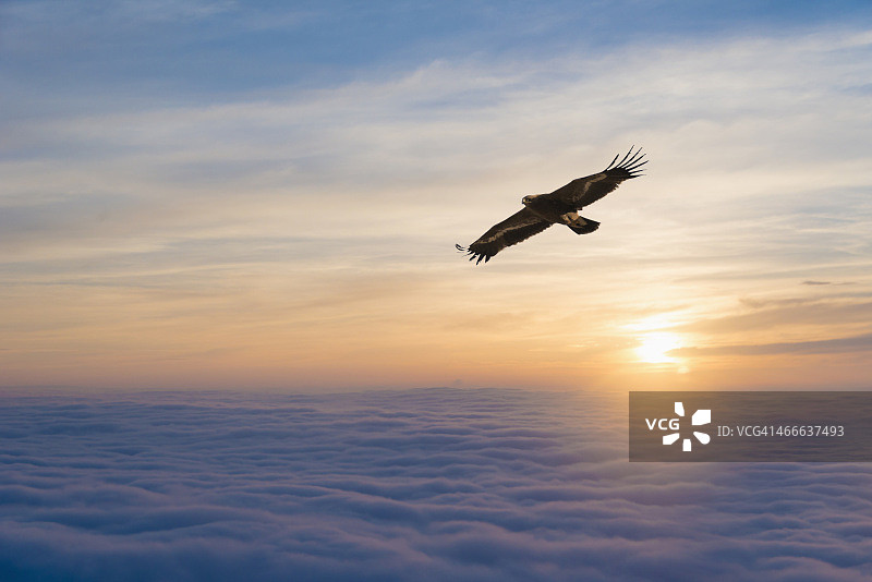 翱翔的雄鹰图片素材