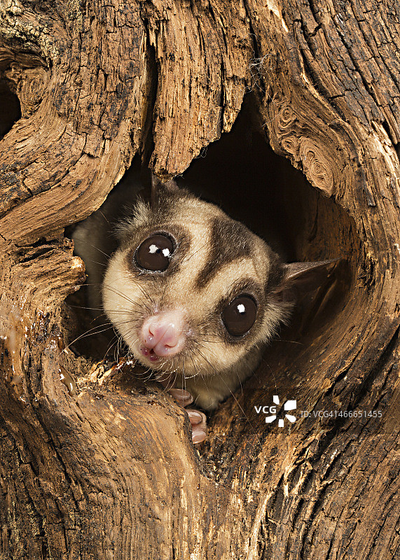 蜜袋鼯图片素材