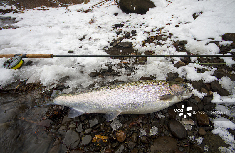 新鲜母河钢头鱼图片素材