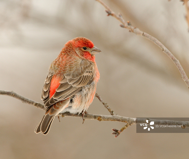 房子雀图片素材