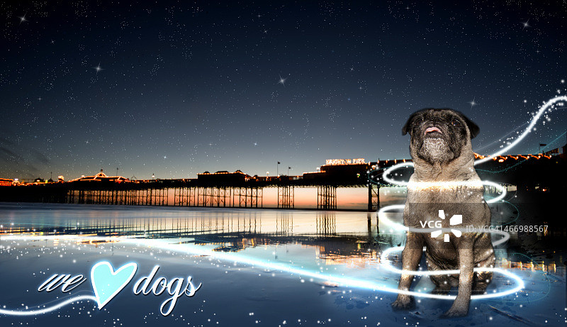 星空下的布莱顿海滩上的巴哥犬图片素材