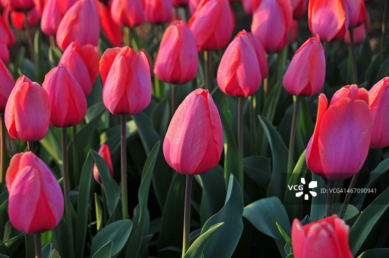 郁金香图片素材