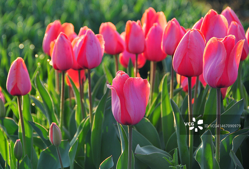 粉色郁金香图片素材