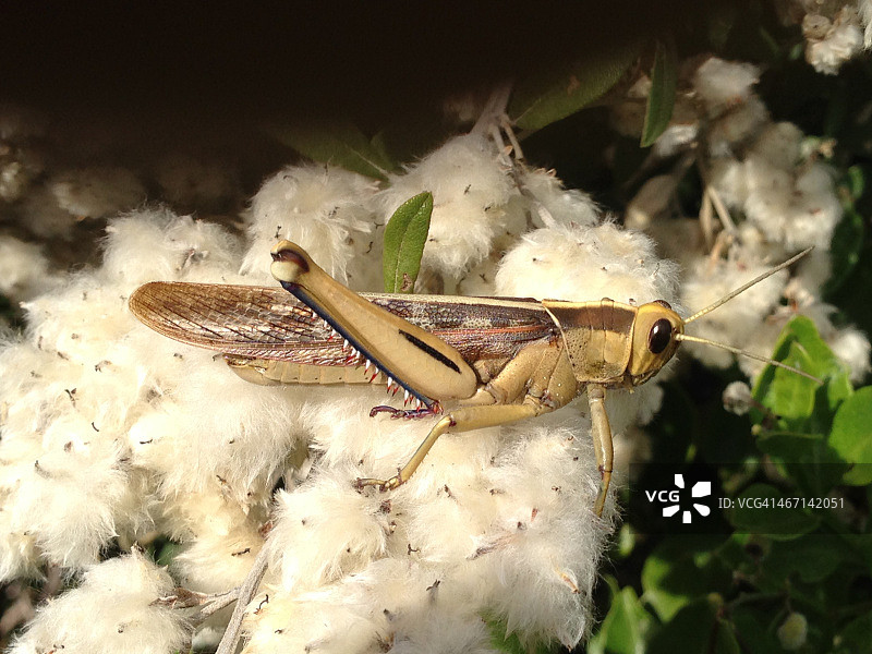 开普敦巨石海滩上的板球图片素材