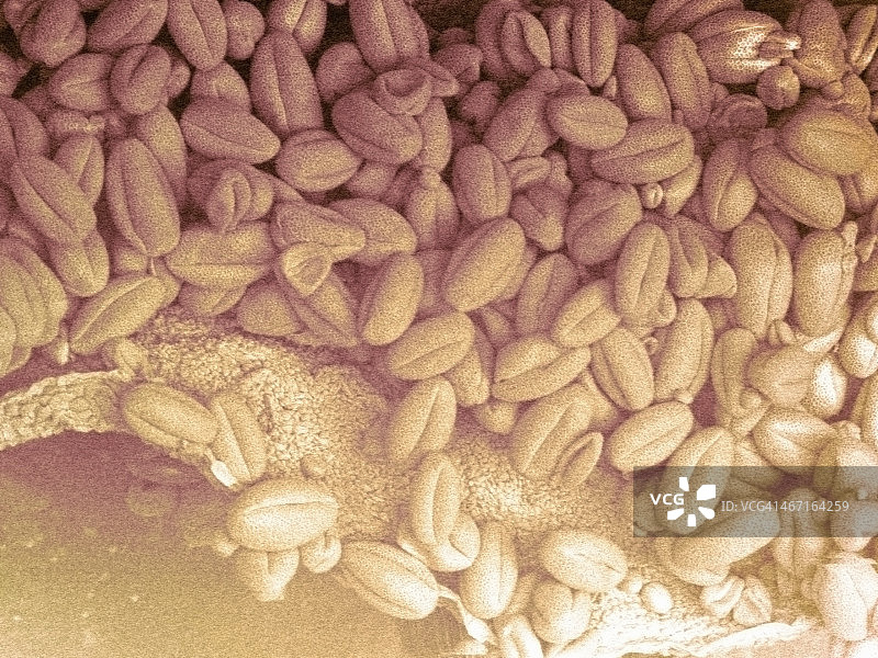 花粉粒的SEM图像图片素材