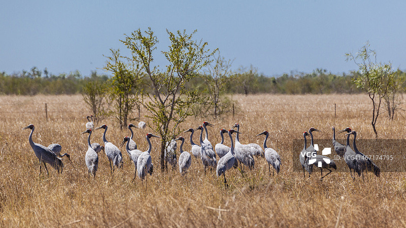 海湾地区的澳洲鹤图片素材