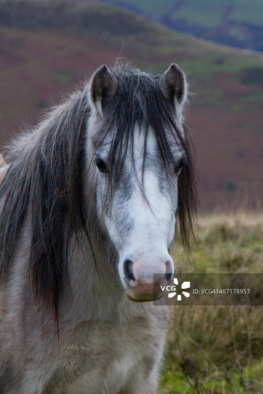 威尔士山地小马图片素材