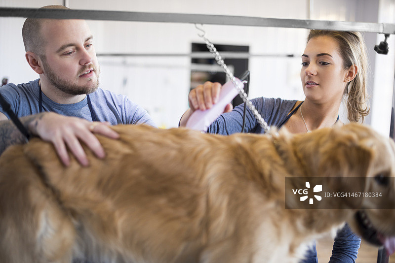 宠物狗美容学徒与导师图片素材