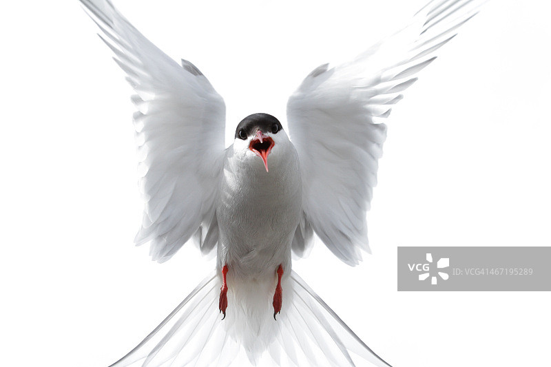 飞行中的北极燕鸥图片素材