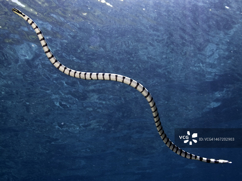 蛇的呼吸图片素材