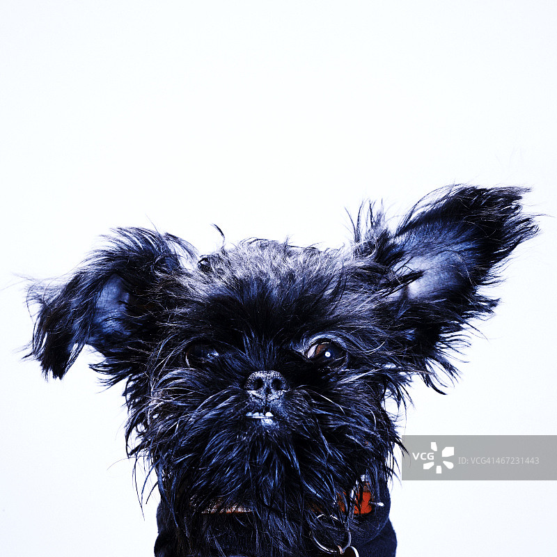 猫和狗图片素材