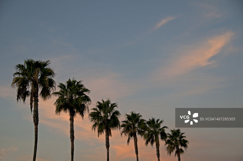 日落下的棕榈树图片素材