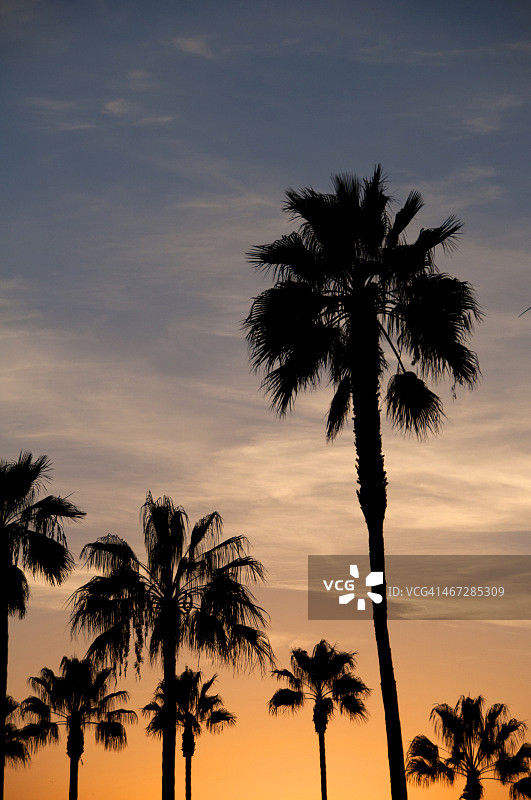 日落下的棕榈树图片素材